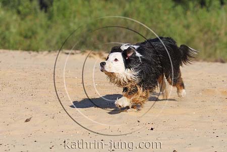 Australian Shepherd in Action