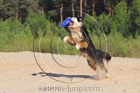 Hund springt Frisbee Hund springt Frisbee