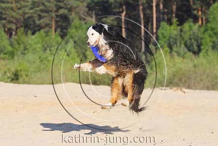Hund fliegt Frisbee