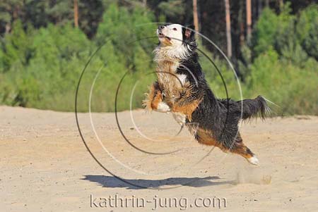 Australian Shepherd springt Australian Shepherd springt