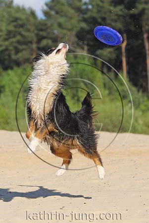 Hund Frisbee Action