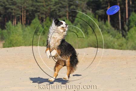 Australian Shepherd springt Australian Shepherd springt