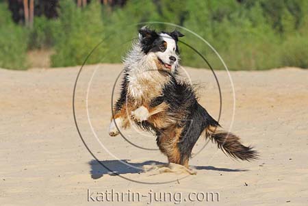 Australian Shepherd in Action