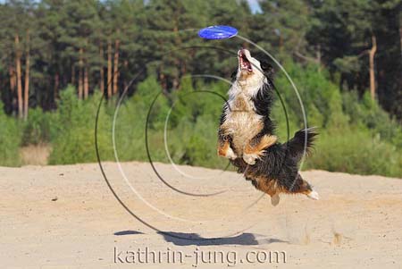 Australian Shepherd Hund Frisbee Australian Shepherd Hund Frisbee