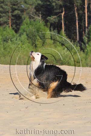 Australian Shepherd in Action Australian Shepherd in Action