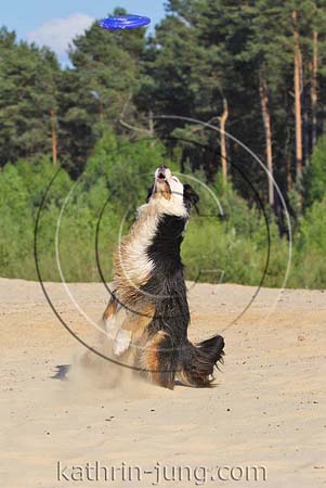 Australian Shepherd in Action Australian Shepherd in Action