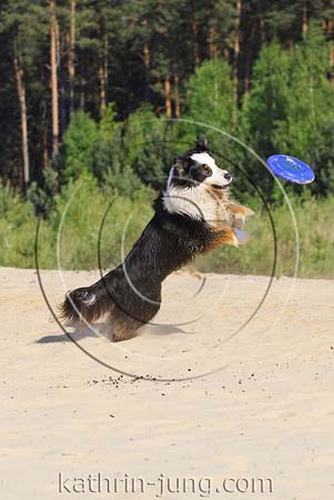 Hund Frisbee