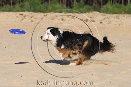 Aussi Hund Frisbee Aussi Hund Frisbee