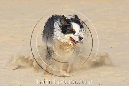 Australian Shepherd in Action Australian Shepherd in Action