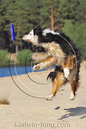 Australian Shepherd in Action Aussi Hund