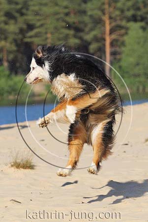 Australian Shepherd in Action Australian Shepherd in Action