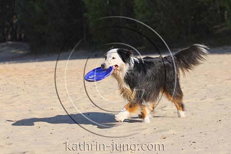 Hund mit Frisbee Hund mit Frisbee