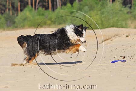 Australian Shepherd in Action Australian Shepherd in Action