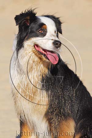 Australian Shepherd nass schmtzig Australian Shepherd nass schmtzig
