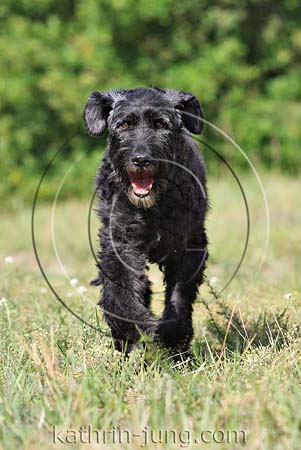Hund schwarz