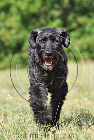 schwarzer Hund schwarzer Hund