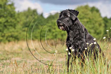 Briard Mischling Briard Mischling