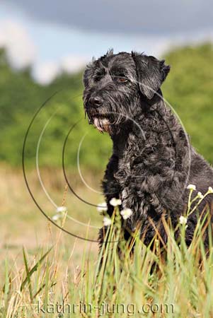 Briardmischling