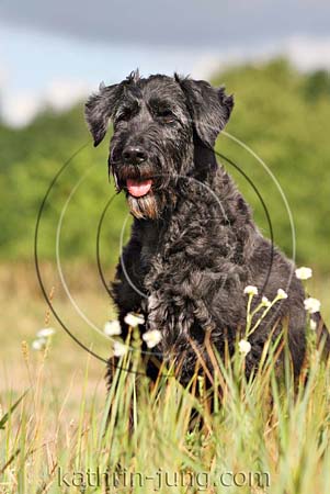 Briardmischling