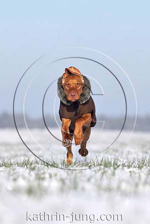 Magyar Vizsla Winter Hundemantel Schnee rennt frontal (ID:6694) -  Tierfotoarchiv Kathrin Jung