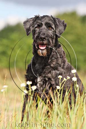 Senior schwarzer Hund Senior schwarzer Hund