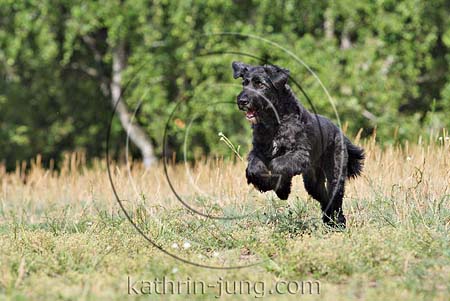 Briardmischling in Action