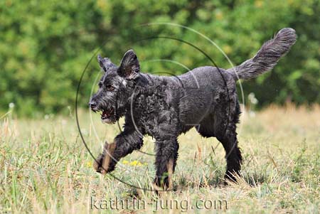 Hund in Action Senior