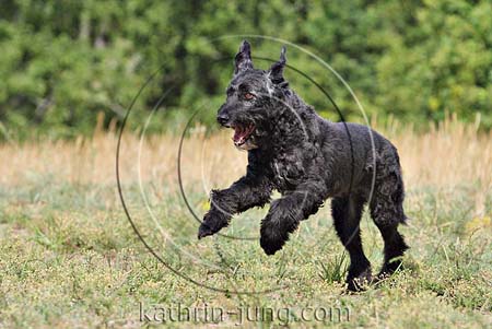Briardmischling in Action Briardmischling in Action