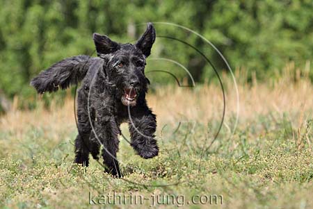 Senior Mischling Hund schwarz