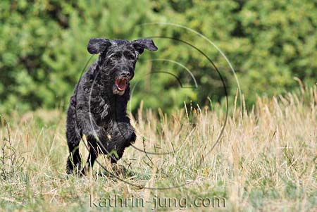 alter schwarzer Hund