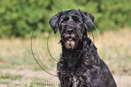Briardmix Senior