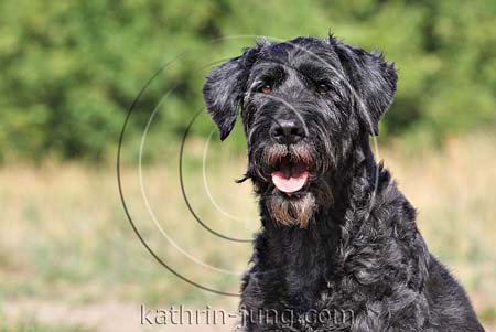 Briardmischling
