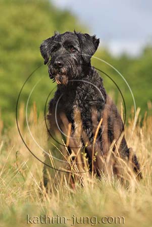 alter Briardmischling alter Briardmischling