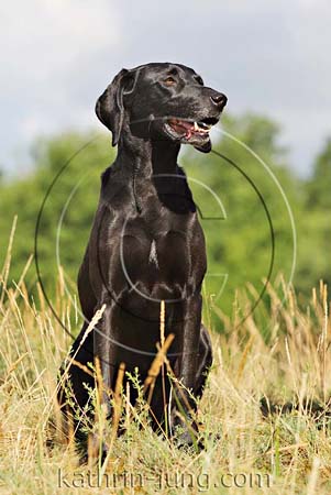 schwarzer Hund Weimaranermischling schwarzer Hund Weimaranermischling