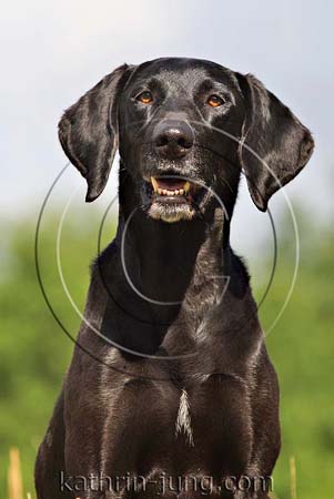 Portrait Hund schwarz Portrait Hund schwarz