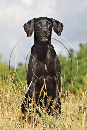 Weimaranermischling schwarzer Hund