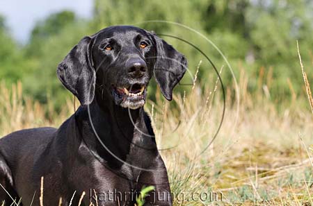 Hund schwarz Weimaranermix Hund schwarz Weimaranermix