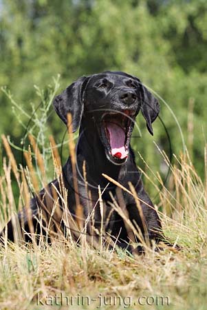 Hund gähnt Hund gähnt