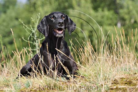 schwarzer Hund Herbst