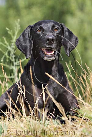 Weimaraner Mix schwarz Weimaraner Mix schwarz