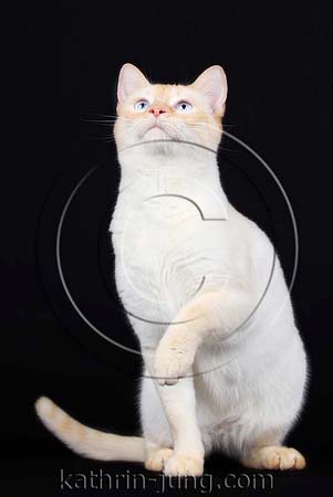 red point Siam Katze