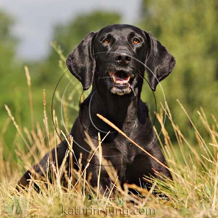 Hund schwarz Mix