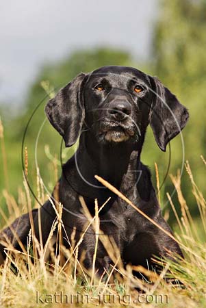 schwarzer Hund Mischling Weimaranermix schwarzer Hund Mischling Weimaranermix