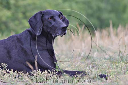 Weimaranermischling Hündin schwarz Weimaranermischling Hündin schwarz