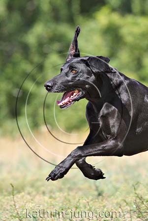 Hund in Action Hund in Action