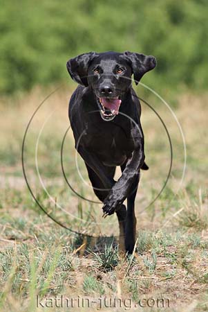 Weimaraner Mischling schwarz 