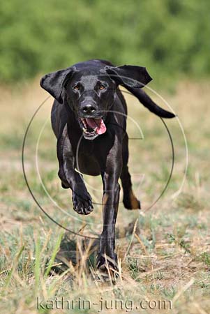 Hündin schwarz Weimaraner Mix