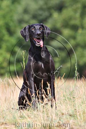 schwarzer Hund Herbst schwarzer Hund Herbst