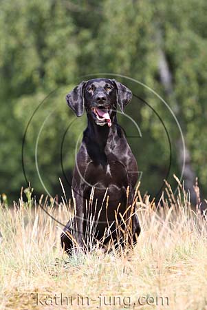 Weimaraner Mischling schwarz Weimaraner Mischling schwarz