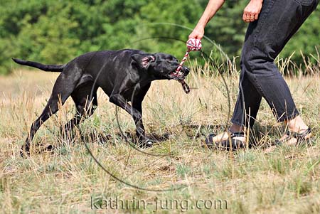 Hund spielt Dominanz